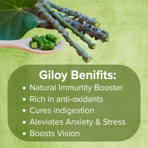 Giloy: Benefits and Uses post thumbnail image